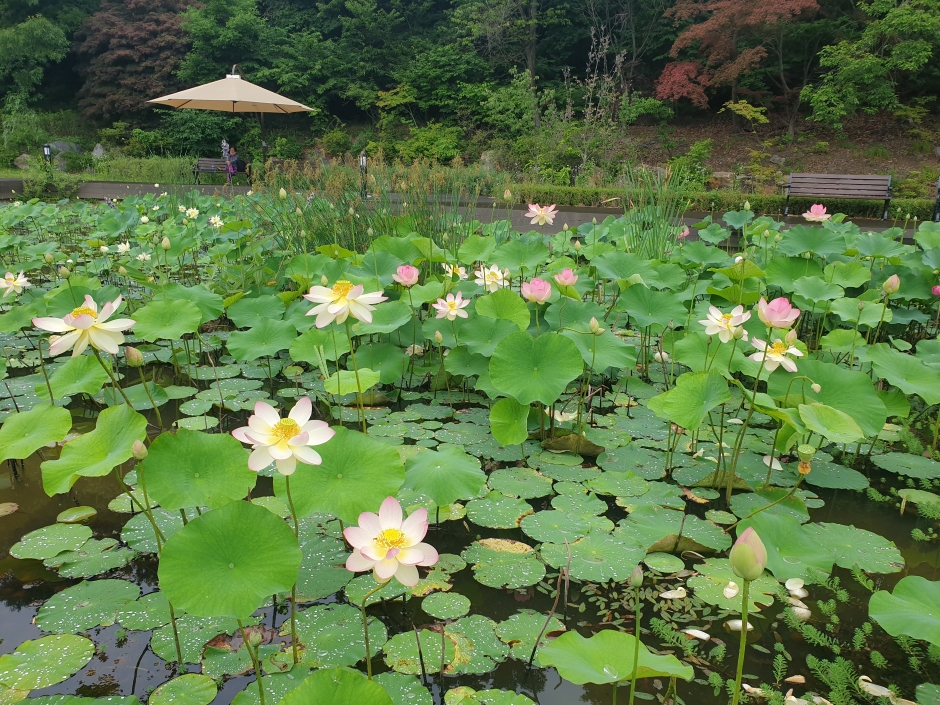 초막골생태공원_연못