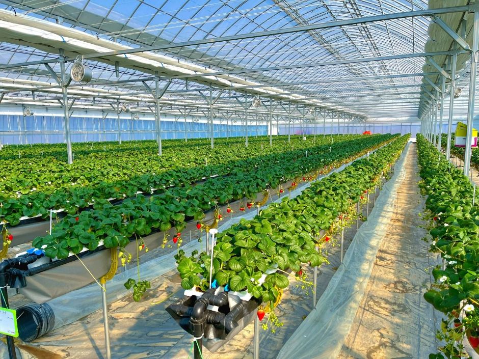 치유앤 딸기 체험 농장 (2)