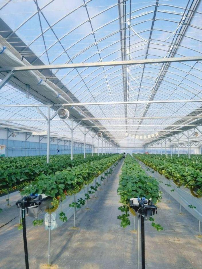 치유앤 딸기 체험 농장 (3)