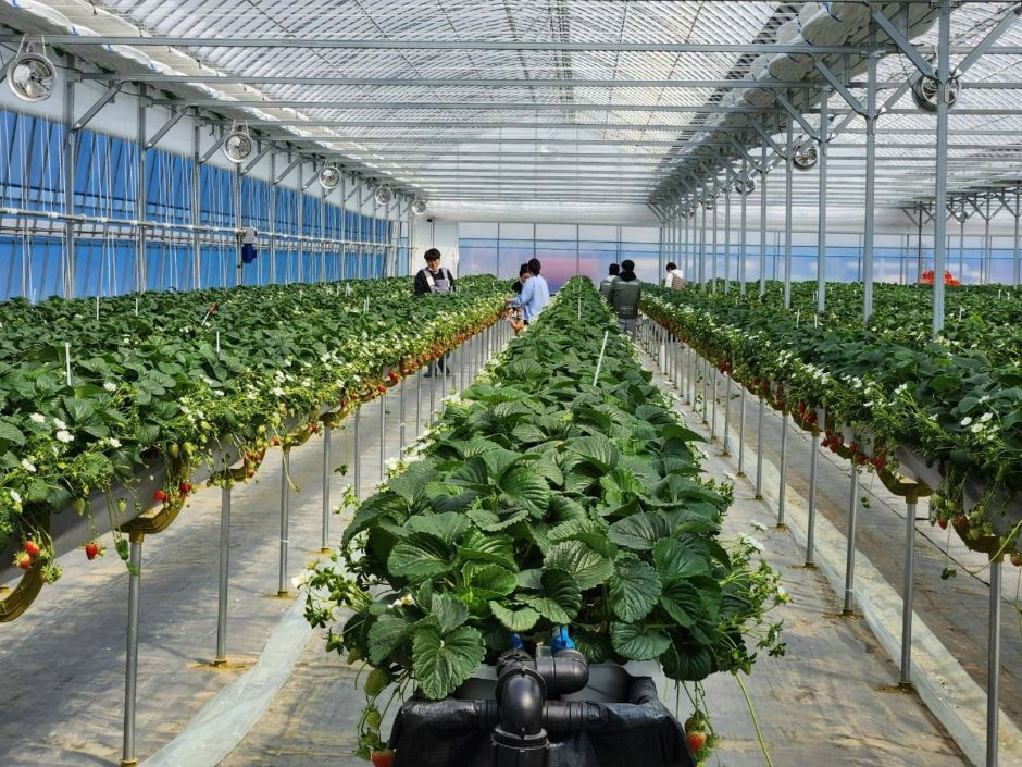 치유앤 딸기 체험 농장 (4)