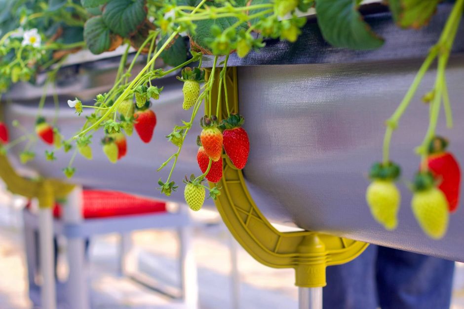 치유앤 딸기 체험 농장 (5)