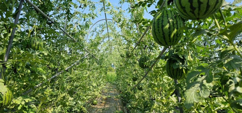 치유앤 딸기 체험 농장 (8)
