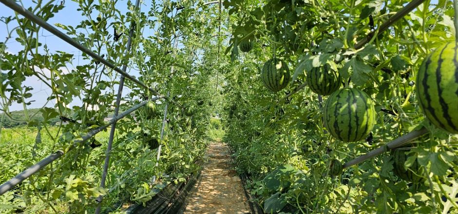 치유앤 딸기 체험 농장 (9)