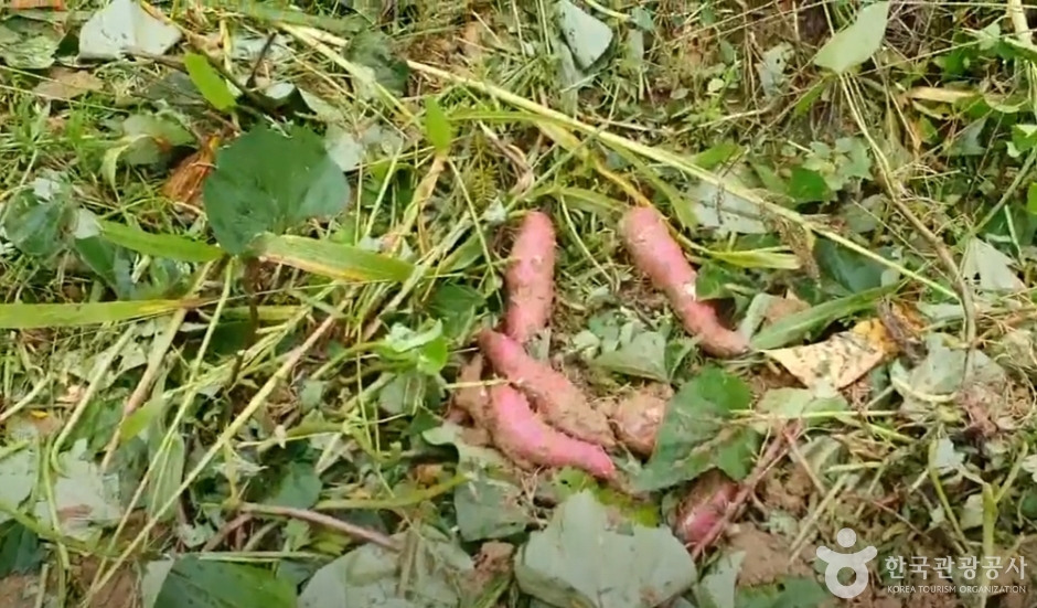 큰삼촌농촌체험여행 (7)