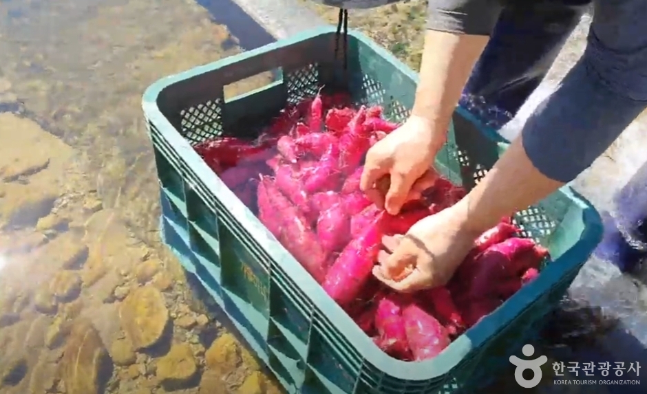 큰삼촌농촌체험여행 (8)