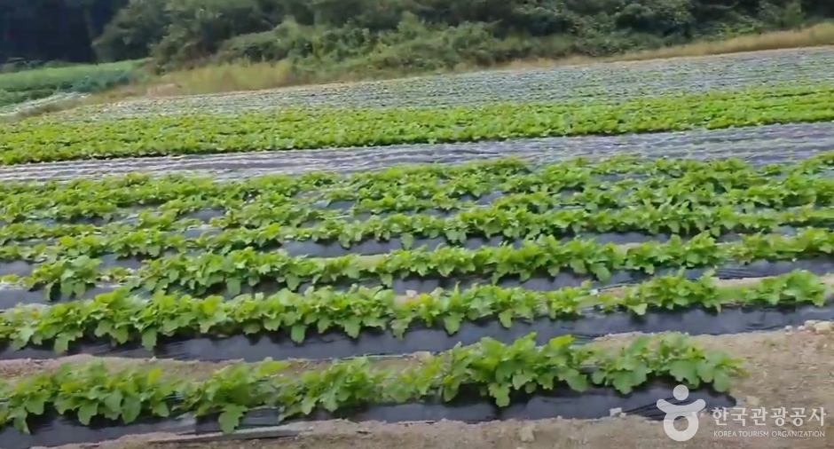 큰삼촌농촌체험여행 (10)