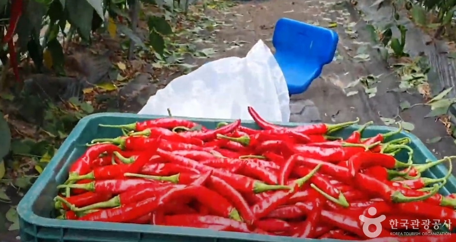 큰삼촌농촌체험여행 (11)