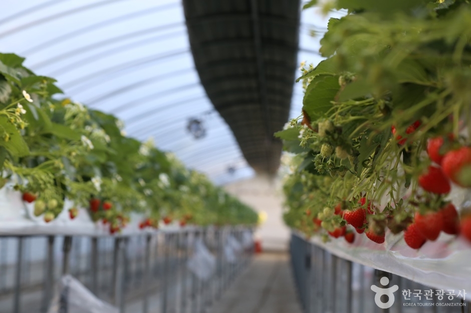 N00349_경기_광주_퇴촌 맛다냐 딸기체험농장 (7)