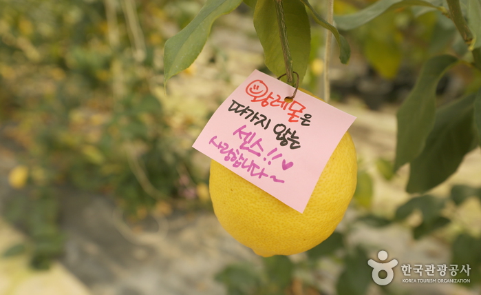 경기_이천_‘내 마음 나도 몰라’ 코로나 블루에 대처하는 마음 처방 여행_팜앤트리 03