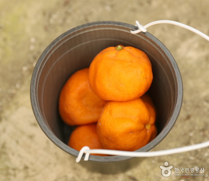 경기_이천_‘내 마음 나도 몰라’ 코로나 블루에 대처하는 마음 처방 여행_팜앤트리 10