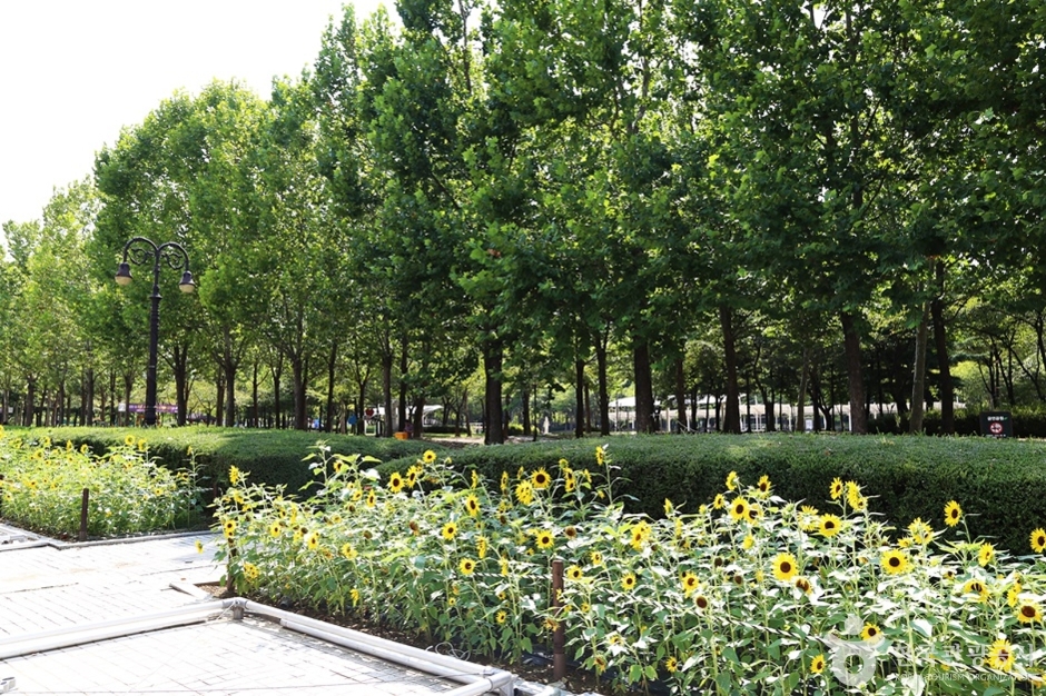 안양 평촌중앙공원 (26)