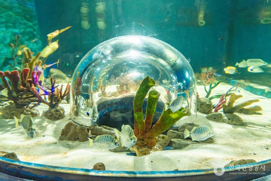 부천_플레이 아쿠아리움 부천 (6)