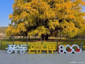 장수동은행나무