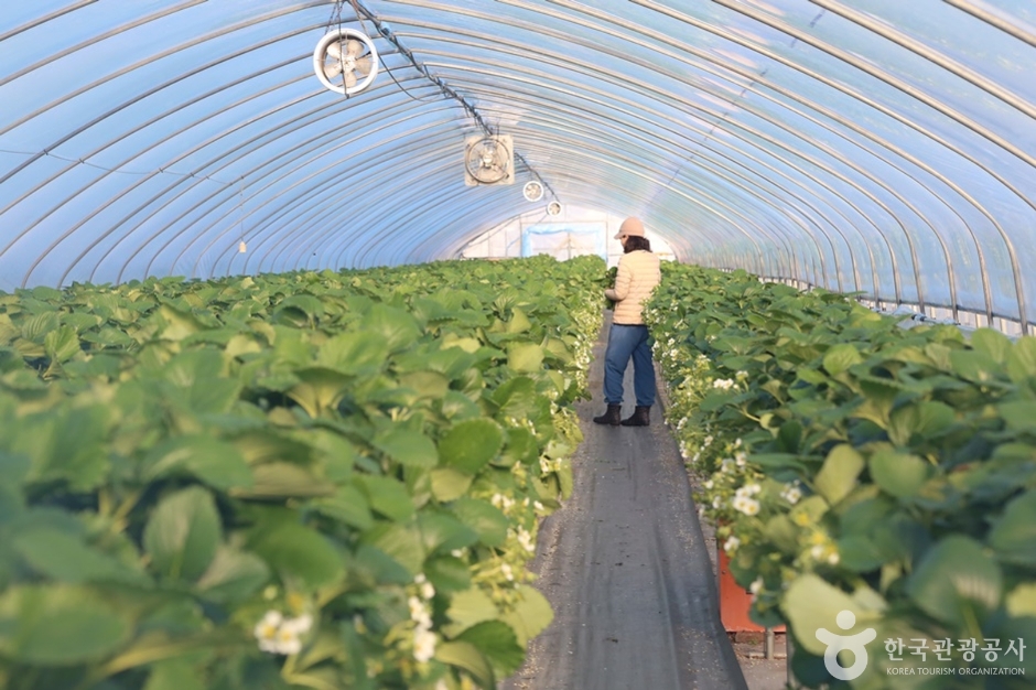 한사랑딸기체험농장 (7)