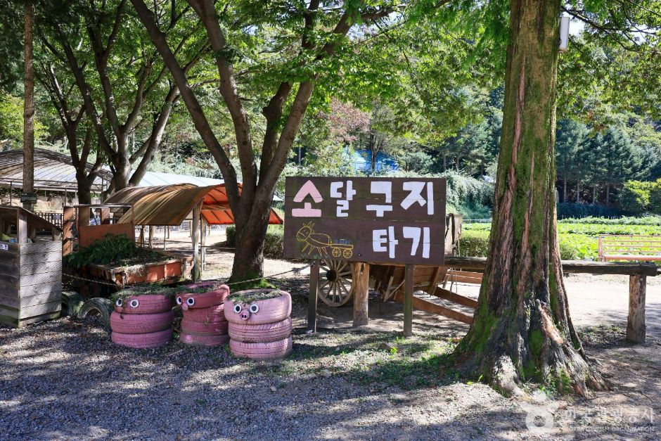 용인_한터 조랑말농장 (6)