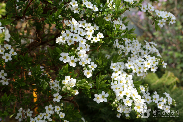 경기_화성_팔도강산 꽃잔치 속에서 즐기는 봄소풍, 화성 우리꽃식물원09