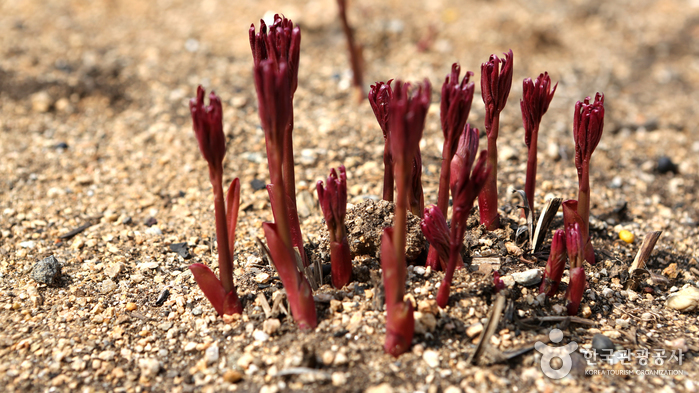 경기_화성_팔도강산 꽃잔치 속에서 즐기는 봄소풍, 화성 우리꽃식물원14