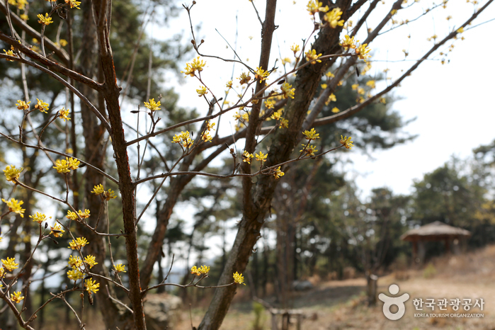 경기_화성_팔도강산 꽃잔치 속에서 즐기는 봄소풍, 화성 우리꽃식물원17