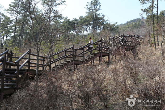 경기_화성_팔도강산 꽃잔치 속에서 즐기는 봄소풍, 화성 우리꽃식물원19