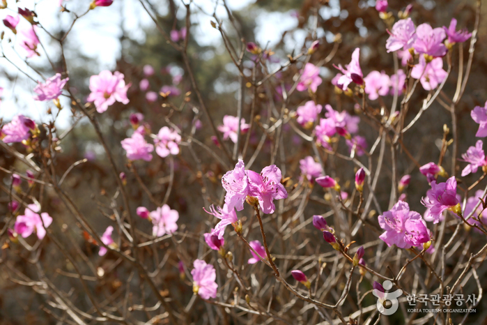 경기_화성_팔도강산 꽃잔치 속에서 즐기는 봄소풍, 화성 우리꽃식물원20