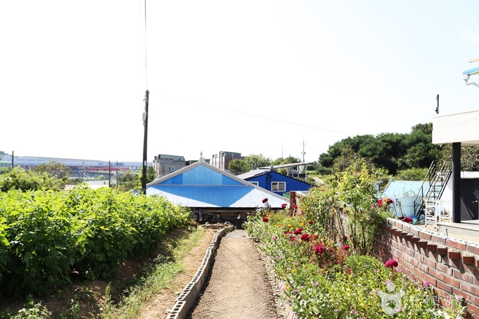 화성 은행나무마을 (14)