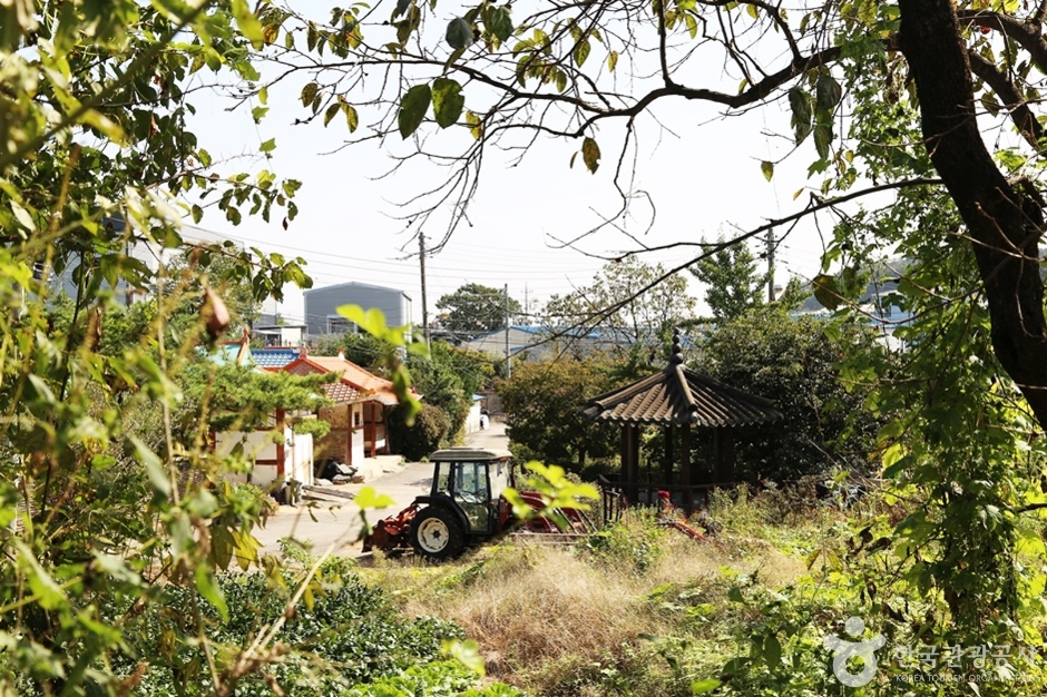 화성 은행나무마을 (20)