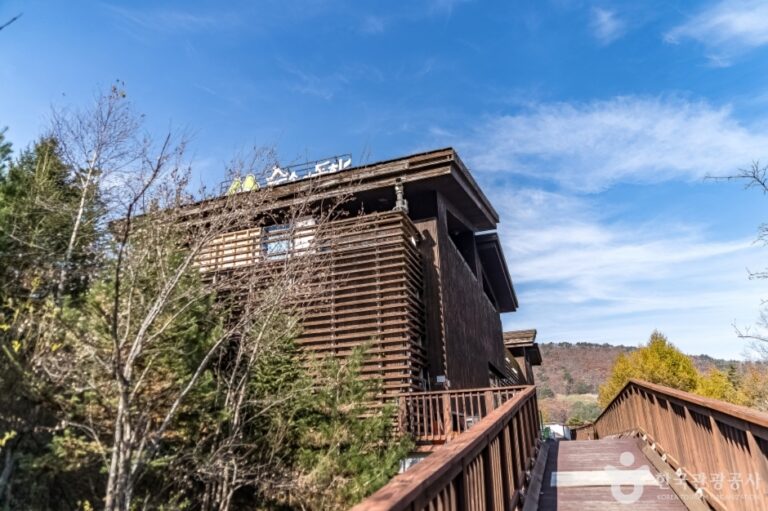 [강원] 토끼의 숲