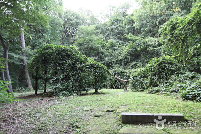 [서울] 창덕궁 다래나무