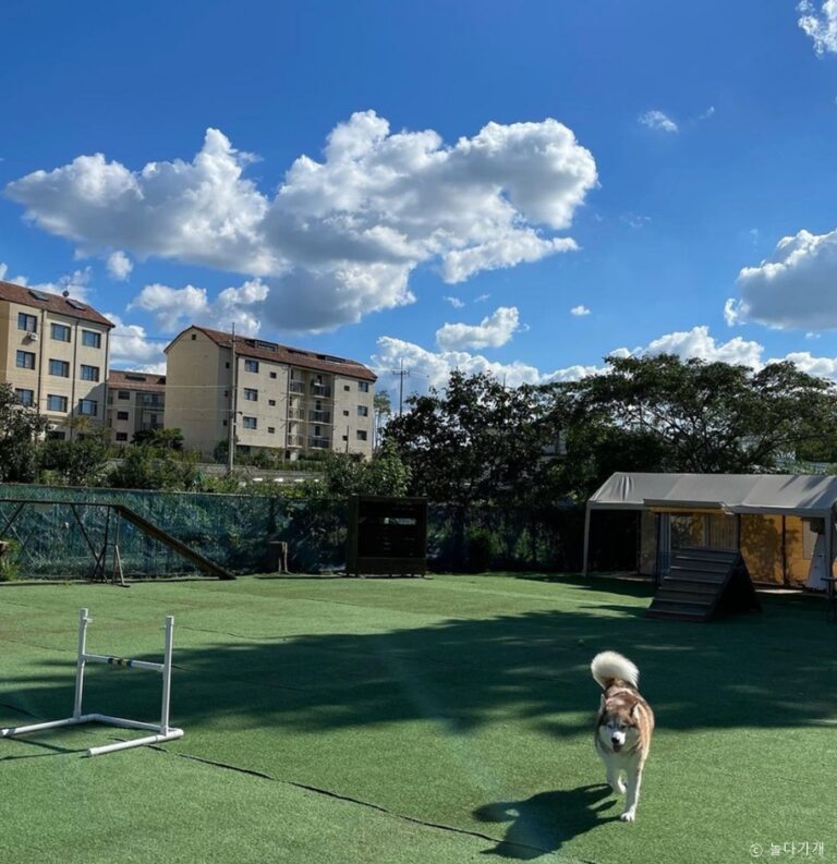 [경기] 놀다가개