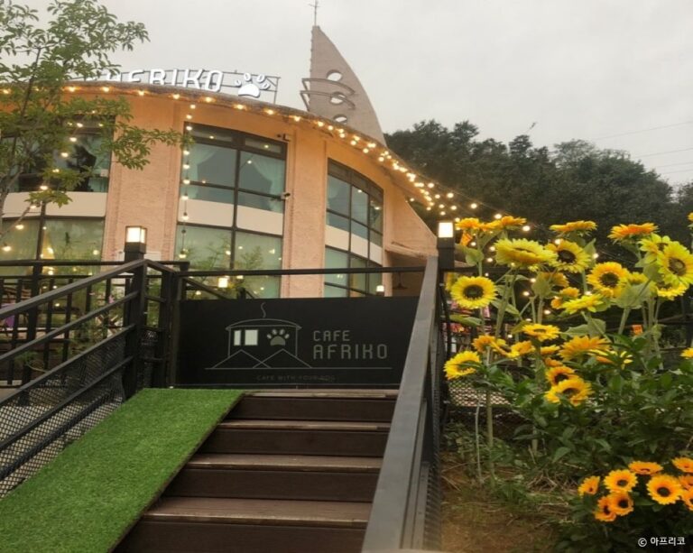 [경기] 아프리코