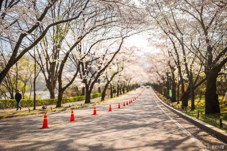 [경기] 가실벚꽃길