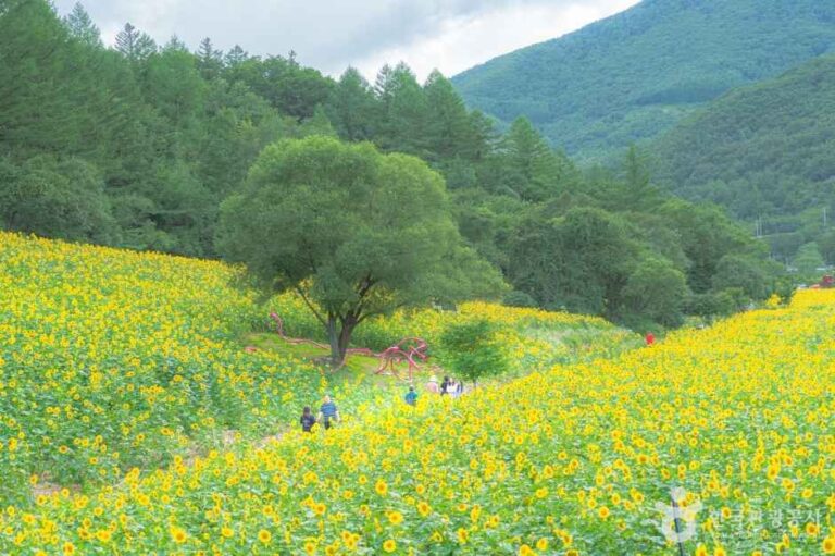 [강원] 구와우마을