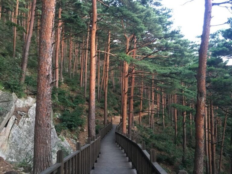 [강원] 국립대관령치유의숲