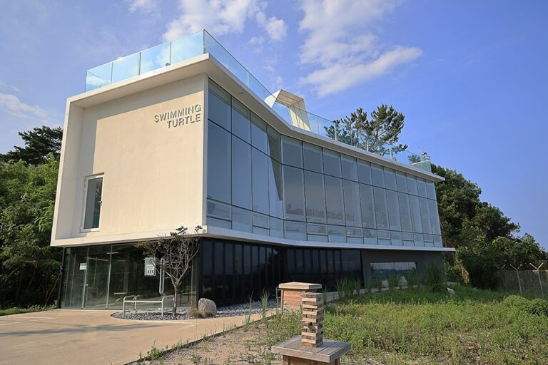 [강원] 스위밍터틀