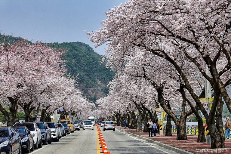 [강원] 맹방 벚꽃길
