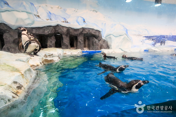 [강원] 경포 아쿠아리움
