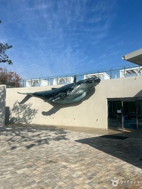 [강원] 카페 고래호수