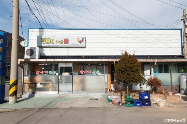 [강원] 텃밭에노는닭