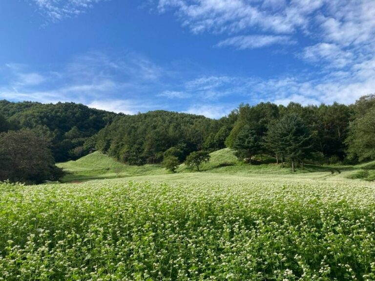 [충북] 추정리 메밀밭