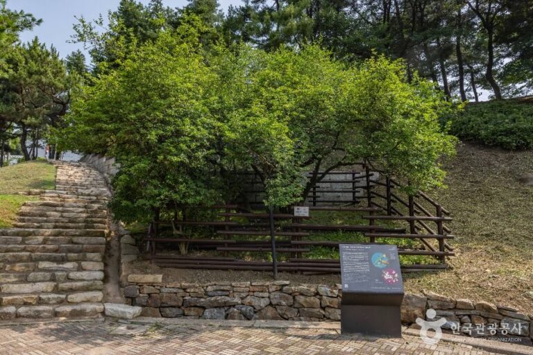 [인천] 강화 갑곶리 탱자나무