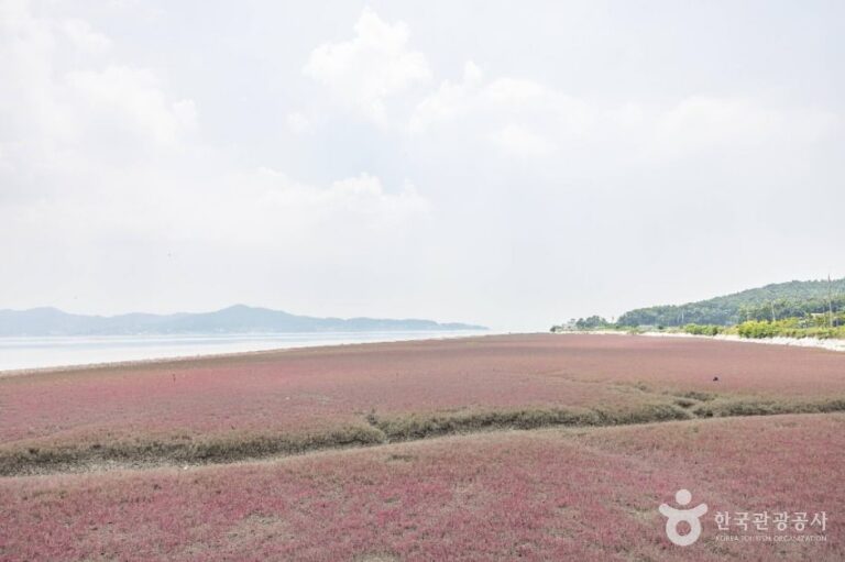 [인천] 석모도 칠면초 군락지
