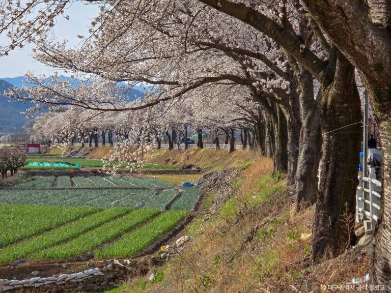 [대구] 달창지 벚꽃길
