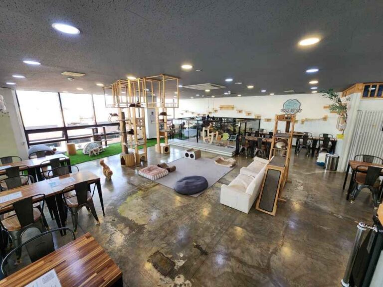 [경기] 미어캣인더시티