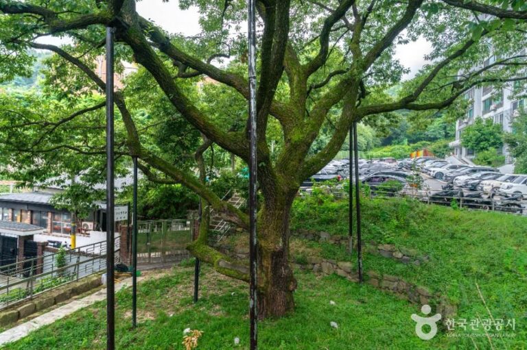 [서울] 서울 신림동 굴참나무