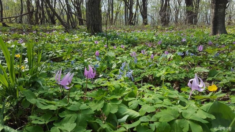 [강원] 금대봉야생화 군락지