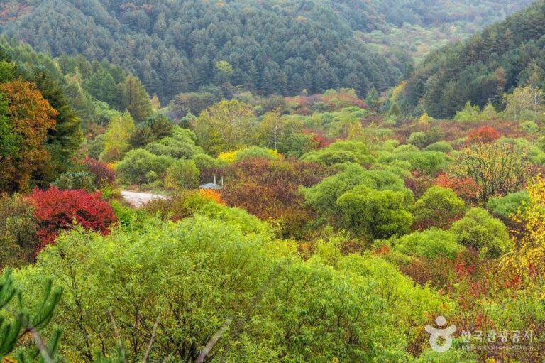 [강원] 비밀의정원