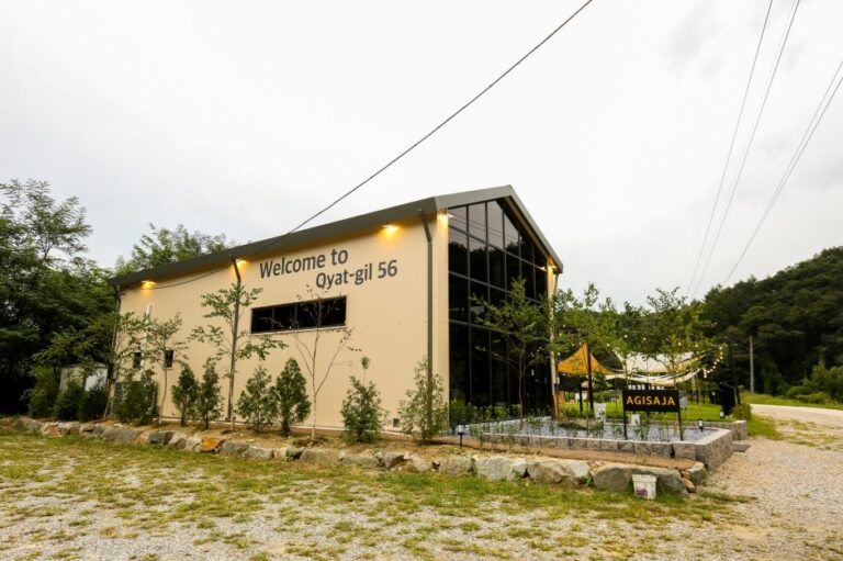 [강원] 아기사자