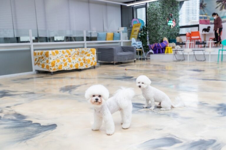 [강원] 댕댕클럽