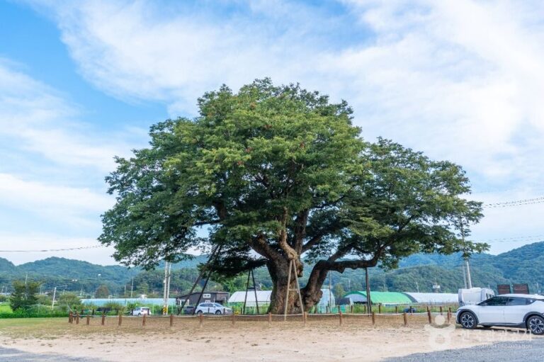 [대전] 대전 괴곡동 느티나무