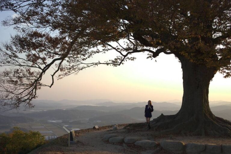 [충남] 성흥산 사랑나무